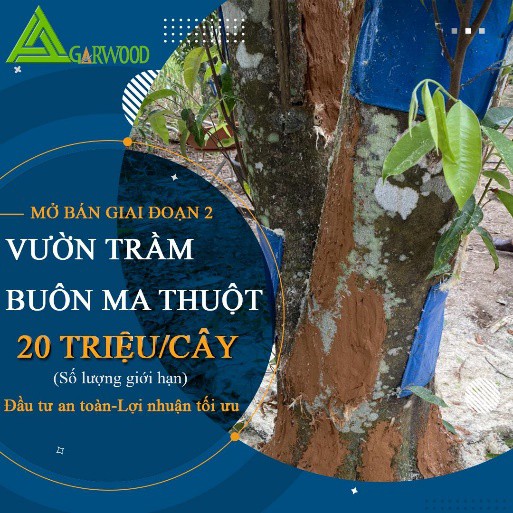 THÔNG BÁO MỞ BÁN GIAI ĐOẠN 2 Ở VƯỜN TRẦM BUÔN MÊ THUỘT VÀ CHƯƠNG TRÌNH KHUYẾN MÃI TRI ÂN THÁNG 8